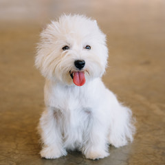 Smiling Small White West Highland White Terrier Westie, Westy