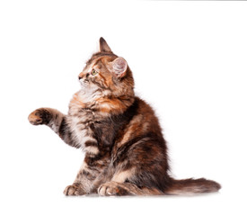 Kitten playing