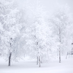 Winter forest with snow