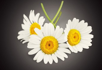 Obraz premium Daisies.