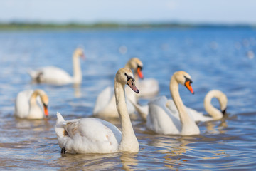 Swans on the lake beautiful wyite water birds