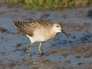 Ruff (Philomachus pugnax)