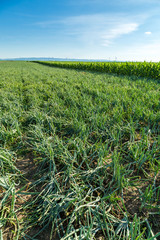 Green onion field, agricultural landscape