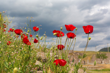 Blooming poppies flowers on green field natural background 