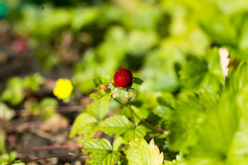 Wilde Erdbeere