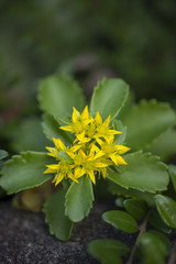 Blühender Bodendecker im Garten