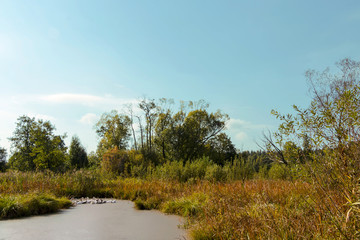Landscape Geese on the river