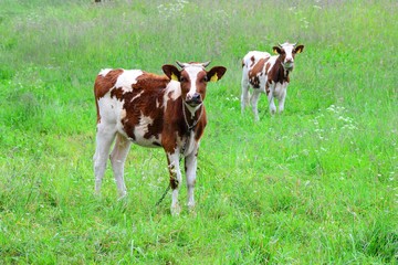 Fototapeta na wymiar Cows in the green grass field of Lithuania