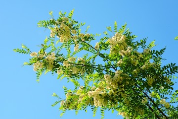 Fototapeta premium White acacia flowers on blue sky background
