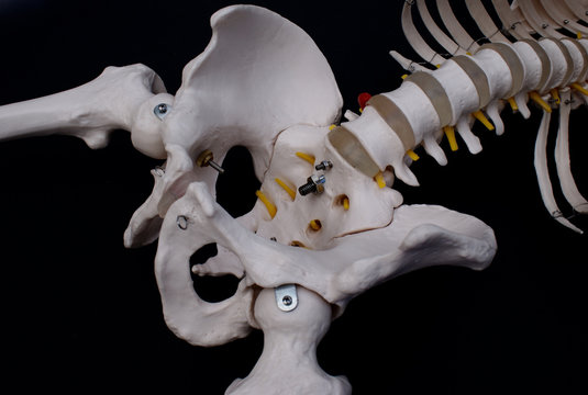 Skeleton, Pelvis and Lumbar Vertebrae 