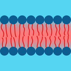 Amphipatic property of cell membrane