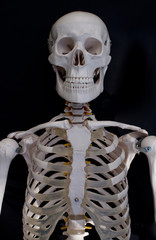 Skeleton, Upper Body  © jodieadams