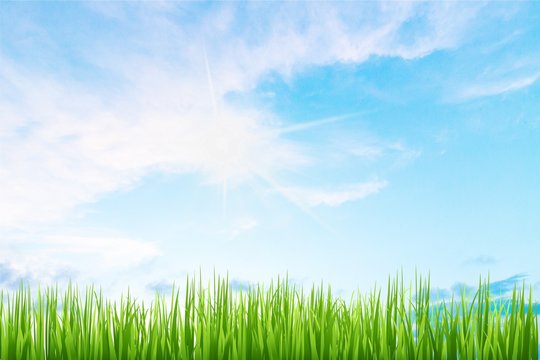 Green grass background  Stock image  Colourbox