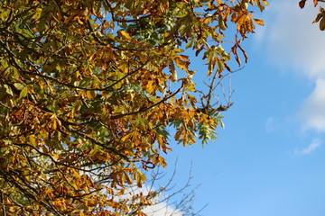  Unter einem Kastanienbaum im Herbst