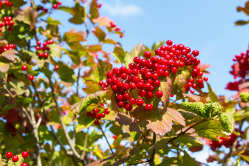 Red viburnum on a tree
