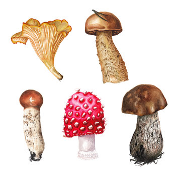 Watercolor mushroom set