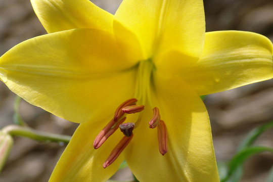 Lily 1
