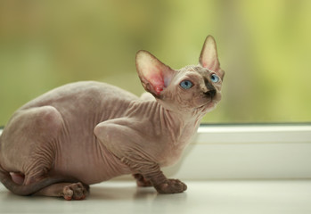 sphinx cat
