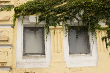 Window with braided green