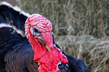 a close up of a live turkey