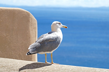 seagull