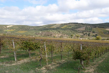 Weinanbau auf Kreta