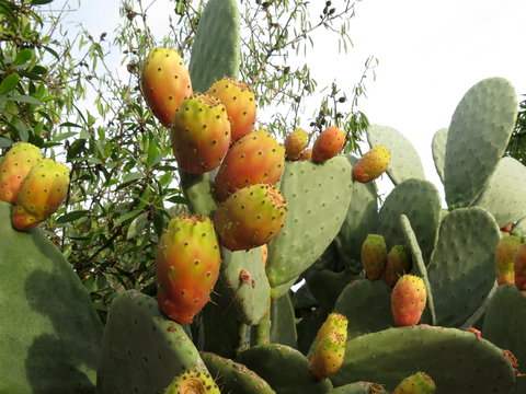 Kaktus mit Kactusfeigen