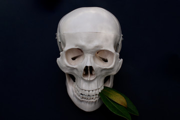 Skull with leaves 