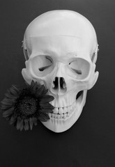Skull with Flower 