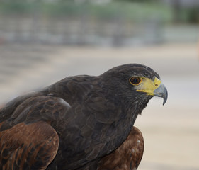 Águila