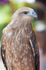 Portrait of eagle