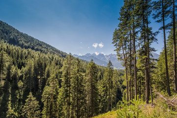 Forest in the Stubaital - Austria