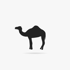 Silhouette camel.