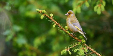 Greenfinch