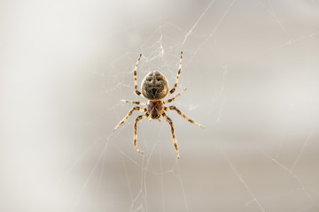 Spider