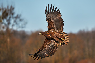 Naklejka premium Eagle in flight