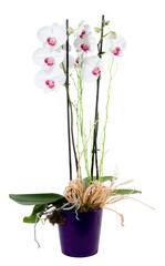 Orchid phalaenopsis white on flowerpot isolated