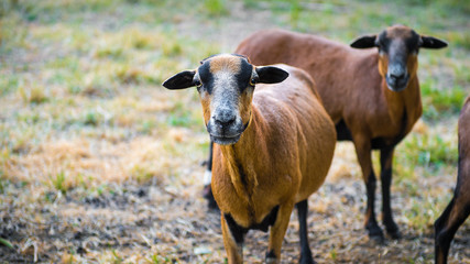 A flock of curious Barbado Blackbelly Sheep