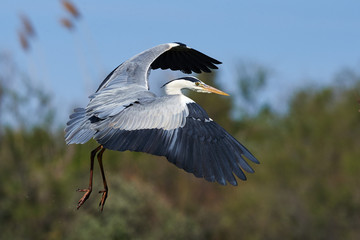 Grey Heron