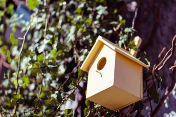 Cute birdhous on a branch