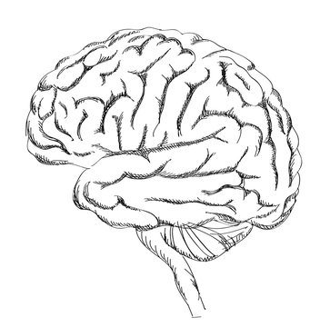 Brain anatomy sketch. Think concept icon. Idea