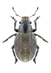 Beetle Strophosoma albosignatum