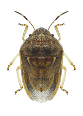 Bug Neottiglossa leporina