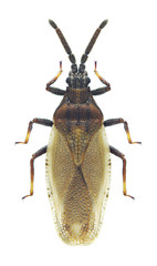 Bug Catoplatus carthusianus