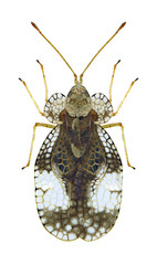 Bug Stephanitis pyri