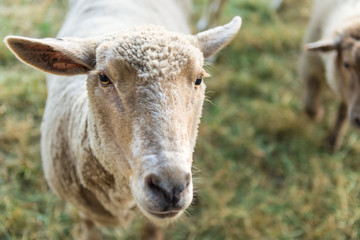 Curious sheep, funny domestic animal