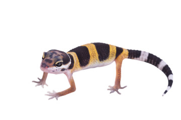 Obraz premium Leopard gecko Eublepharis macularius isolated