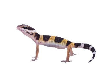 Leopard gecko Eublepharis macularius isolated