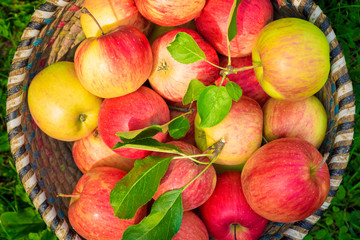 Organic apples in basket, apple orchard, fresh homegrown produce
