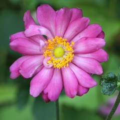 Obraz premium Anemone japonica